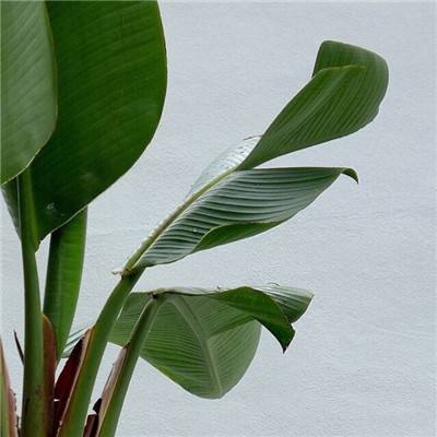 极速前进下载截图4