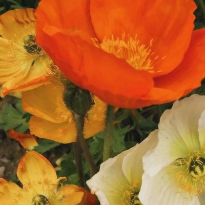 农行网上银行证书下载