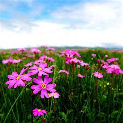 91111威斯尼斯人app