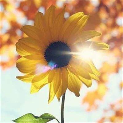 乐鱼体育app在线登录截图1